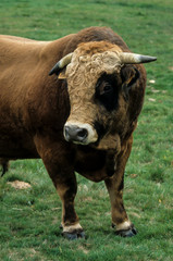 Taureau, race Aubrac