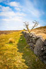 Drystone wall with a tree in Dartmoor