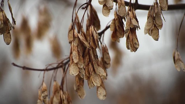 Linden flowers hang from a branch and sway in the cold spring wind.