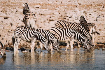 Fototapeta na wymiar Africa national park with zebras drinking from waterhole