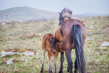 Dartmoor pony with foal, Devon