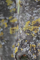 lichen on a tree