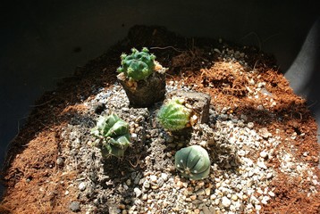 Cactus, the process of planting cactus, how to change the pot to change the cactus