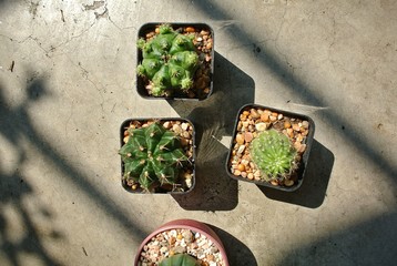 Cactus, the process of planting cactus, how to change the pot to change the cactus