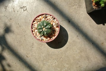 Cactus, the process of planting cactus, how to change the pot to change the cactus