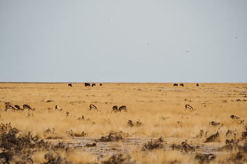 Zebras and springboks in the desert sand of Africa