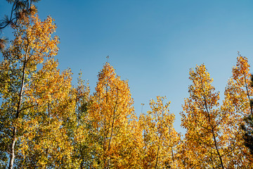 Trees covered in yellow leaves in fall against bright blue sky
