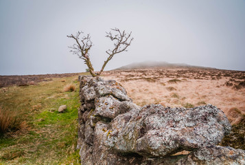 Drystone wall with a tree in fog, Dartmoor