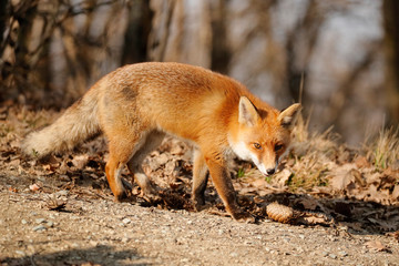 Volpe rossa nel bosco