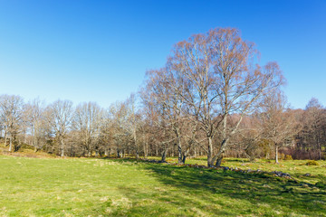 Tree on a field in spring