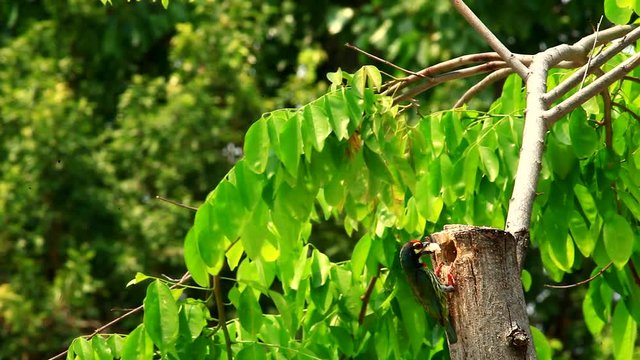 Megalaima haemacephala birds nest in the garden