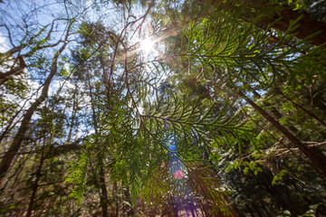 木々の間の太陽