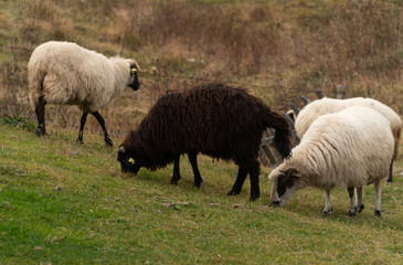 Fototapeta premium Shaggy sheep graze on a green hillside