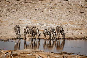 Fototapeta na wymiar Africa national park with zebras drinking from waterhole