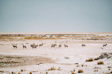 herd of oryxes standing in dried out desert salt pan