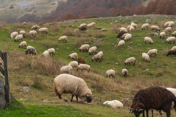 Shaggy sheep graze on a green hillside