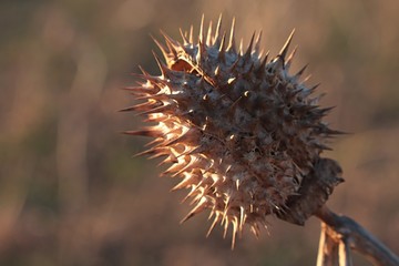 Cracked dried spiky seed pod of Jimsonweed plant, latin name Datura Stramonium, with seeds partially visible inside. Jimsonweed is common hallucinogen, also used in pharmaceutical industry. 