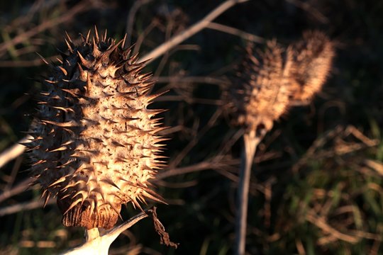 Deliritant Deliriant-Bilder: Stock-Fotos & -Videos. | Adobe Stock