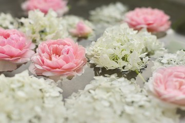 Pink white floral background, rose and hydrangea flowers with water drops