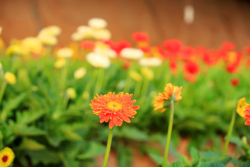 African chrysanthemum