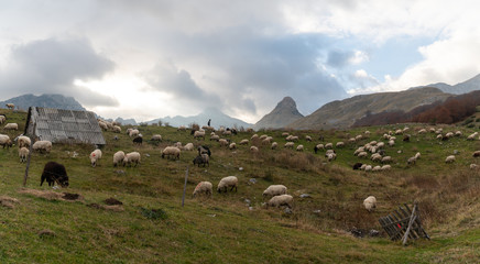 Shaggy sheep graze on a green hillside. Panoramic