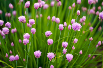 purple flowers in the garden
