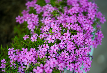 Obraz premium purple flowers in the garden