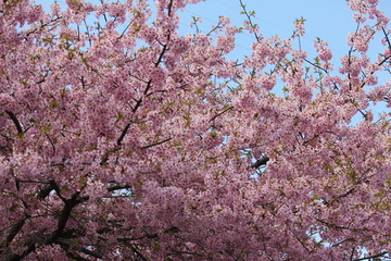 河津桜　いわき