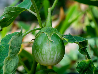 Close up ripe of Thai Eggplant.