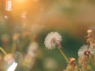 White flower grass and flare light with Sunlight in summer season