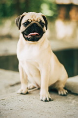Obraz premium Portrait of newborn puppy pug. Cute little dog. Young pug outdoors. /pug in the park.