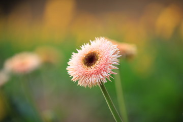 African chrysanthemum