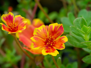 Red and yellow Portulaca flower.