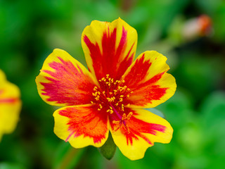 Red and yellow Portulaca flower.