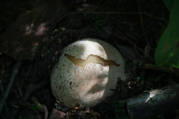 Phallus impudicus, known as the common stinkhorn, the early egg stage sometimes called the witch's...