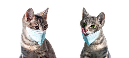 two isolated gray cats in blue medical masks against the virus from the coronavirus covid-19 look at each other and one shows the tongue to the other. the cat licks. virus covid-19. panic