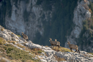 chamois in mountains