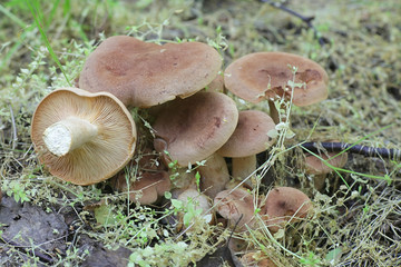 Lactarius mammosus, an edible  milk-cap growing wild in Finland