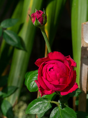 Close up Red eden.Climbing Rose flower.