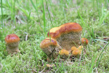 Phaeolus schweinitzii, commonly known as velvet-top fungus, dyer's polypore, or dyer's mazegill