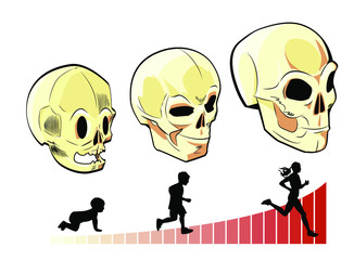 Infographic showing three human skulls of different ages on white background