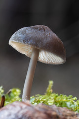 Mushroom, photo Czech Republic, Europe