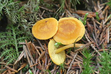 Rugosomyces chrysenteron, known as  Yellow Domecap, wild mushroom from Finland