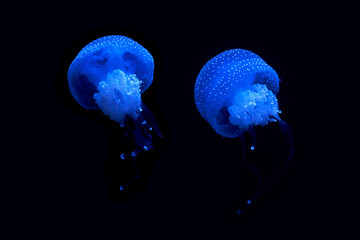 Luminescence of jellyfish floating in water. Lisbon Oceonographic, Portugal