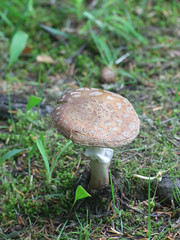 Amanita rubescens, known as the Blusher mushroom
