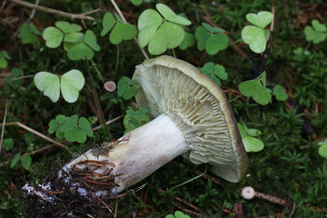 Tricholoma saponaceum, known as the soap-scented toadstool, soapy knight or soap tricholoma, an inedible wild mushroom from Finland