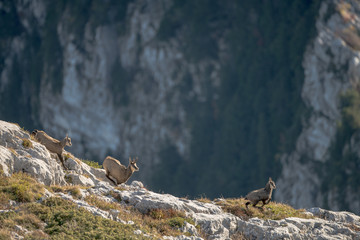 chamois in mountains