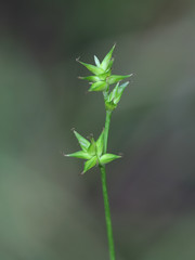 Carex echinata, known by the common names star sedge and little prickly sedge