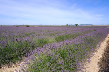 Large lavender field sunny summer season landscape in Valensole, Provence, France