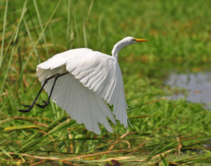 Egret on Takeoff